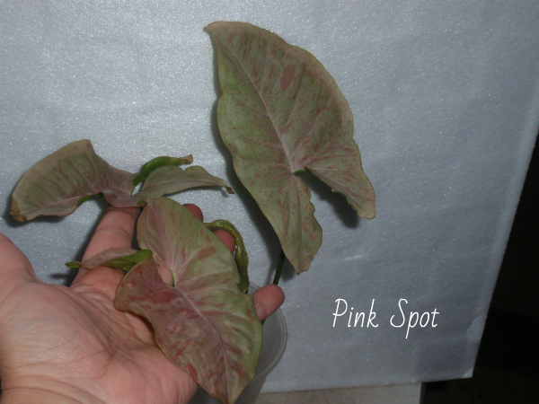 Pink Spot.jpg