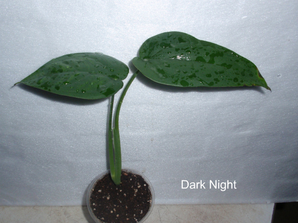 Dark Night.jpg
