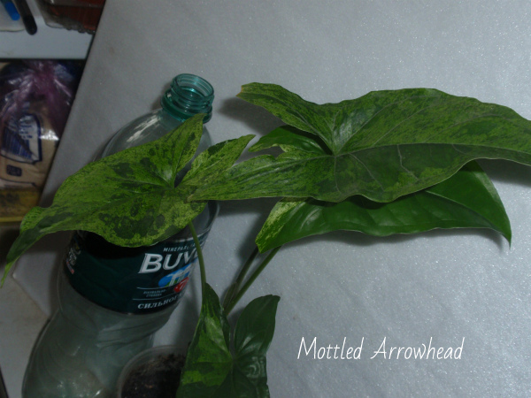 Mottled Arrowhead 2.jpg