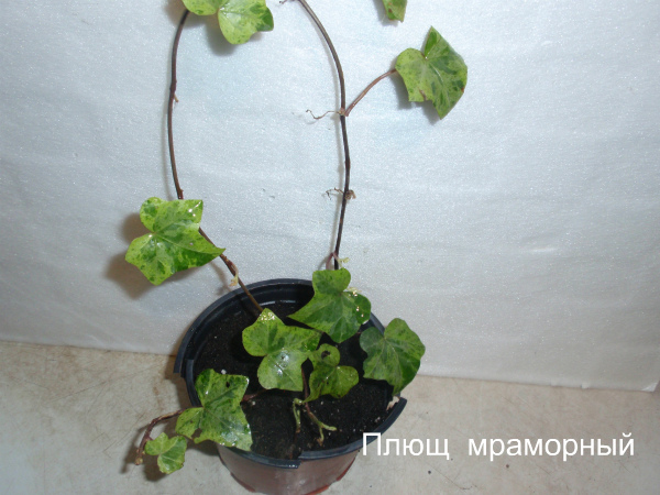 Плющ мраморный №1.jpg