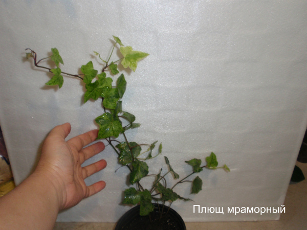 Плющ мраморный №2.jpg