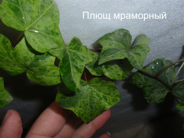 Плющ мраморный.jpg