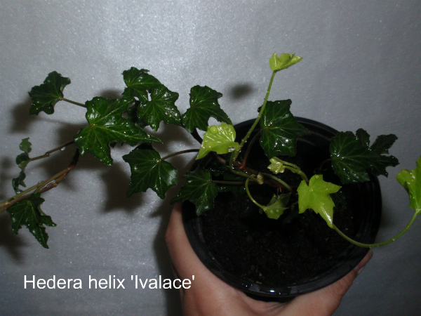 Hedera helix 'Ivalace' №1.jpg
