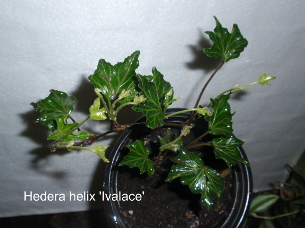 Hedera helix 'Ivalace' №2.jpg