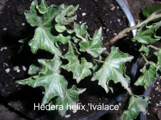 Hedera helix 'Ivalace'1.jpg