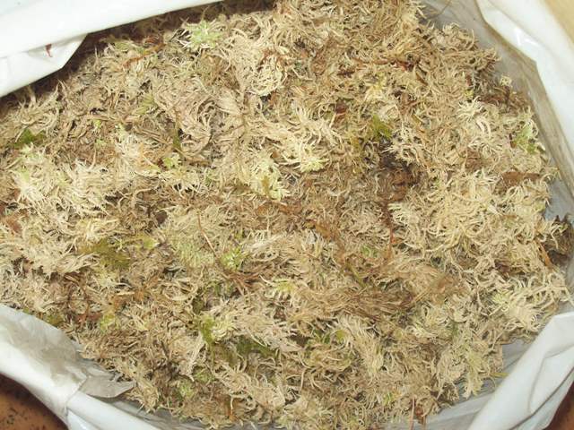 100_1468.JPG