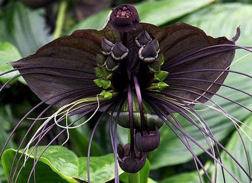 tacca-black.jpg