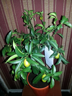 20160206_120005.jpg