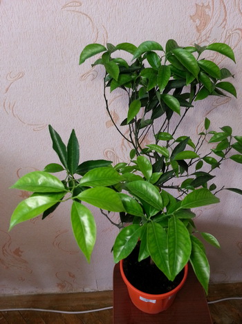 20160206_151511.jpg