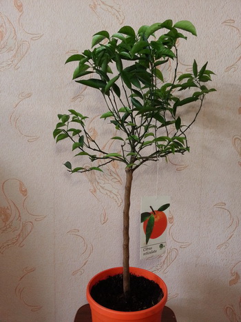 20160206_151336.jpg