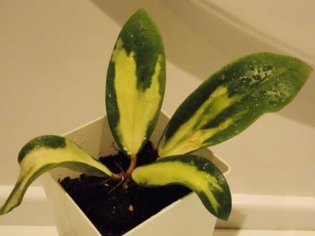 DSCN4557.JPG