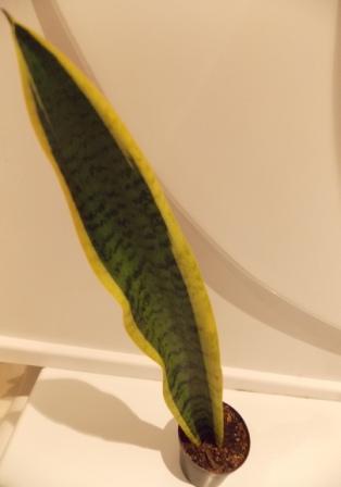 DSCN4606.JPG