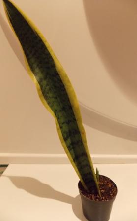 DSCN4602.JPG