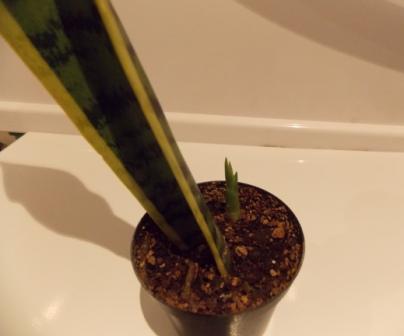 DSCN4603.JPG