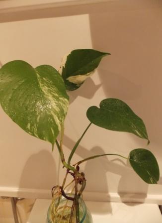 DSCN4608.JPG
