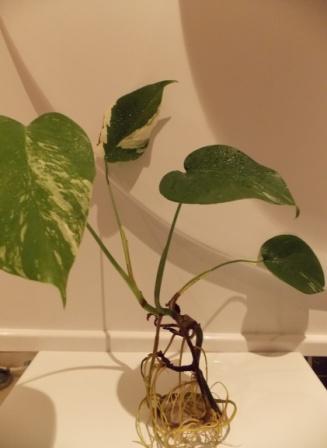 DSCN4609.JPG