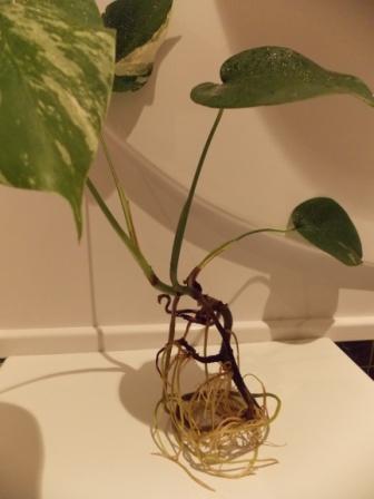 DSCN4611.JPG