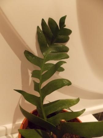 DSCN4618.JPG