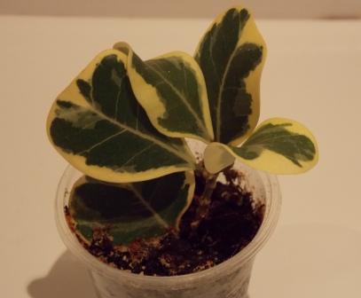 DSCN4593.JPG