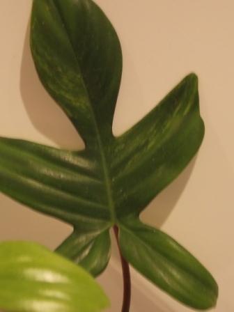 DSCN4537.JPG