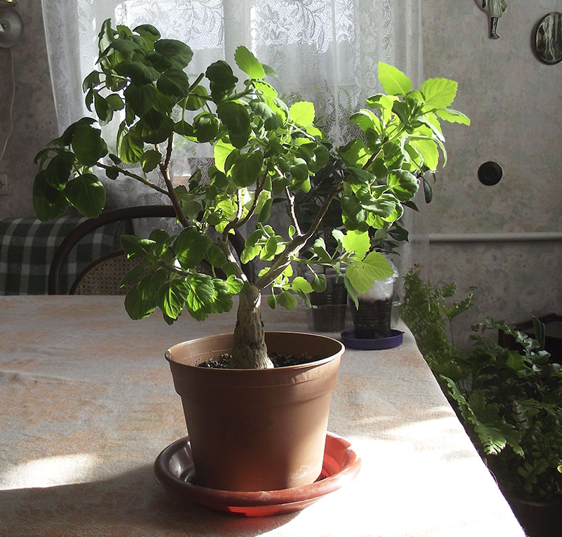 DSCF6516.jpg