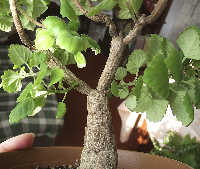 DSCF6529.jpg