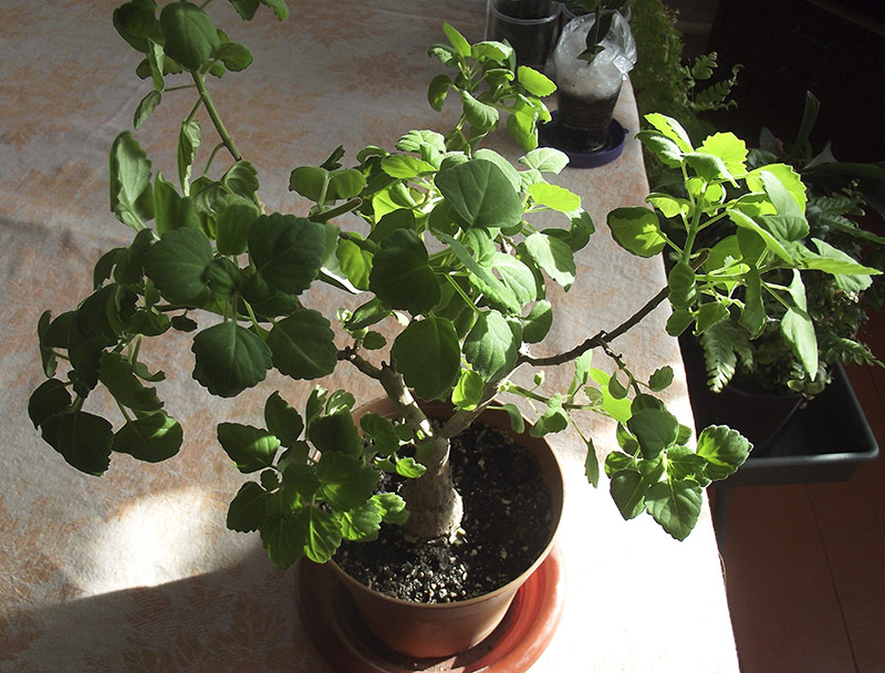 DSCF6517.jpg
