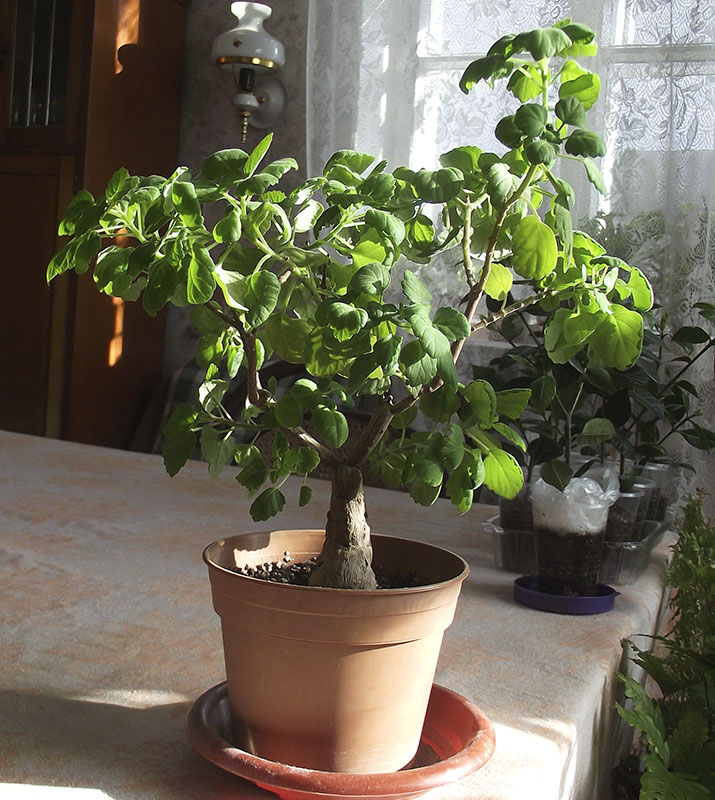 DSCF6524.jpg
