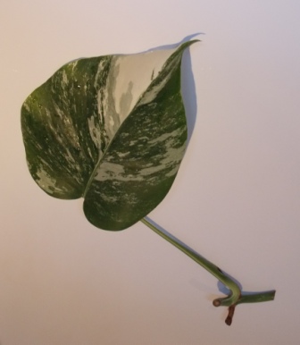 DSCN4765.JPG