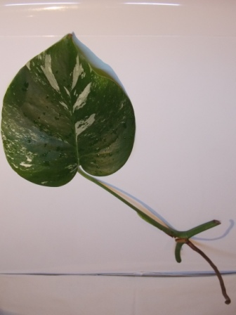 DSCN4756.JPG