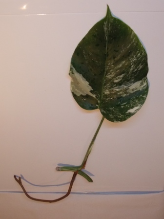 DSCN4767.JPG