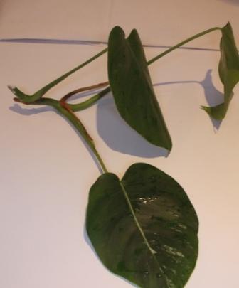 DSCN4774.JPG