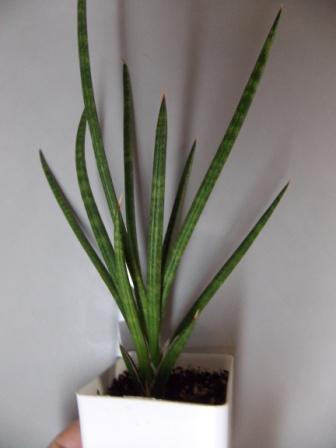 DSCN4786.JPG