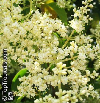 ligustrum_lucidum090.jpg
