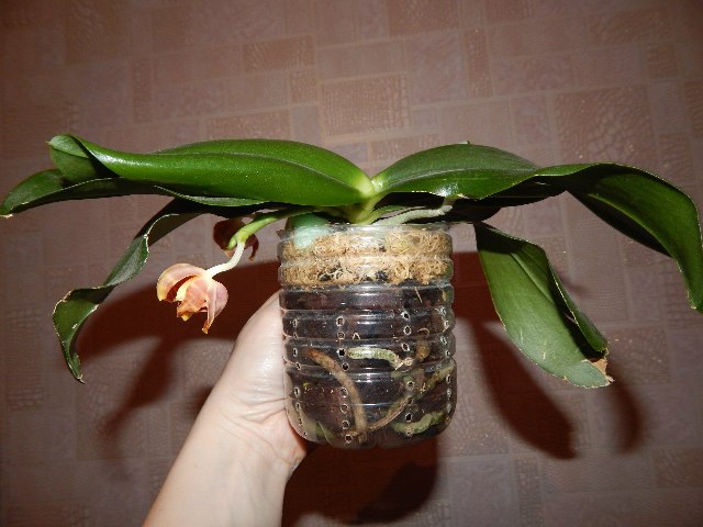 амбоненсис.jpg