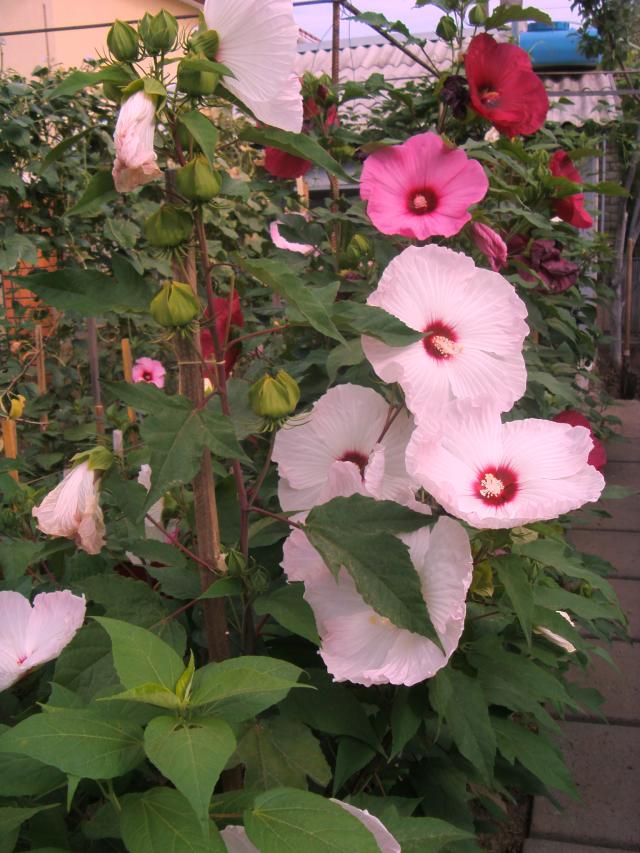 S73F4751.jpg