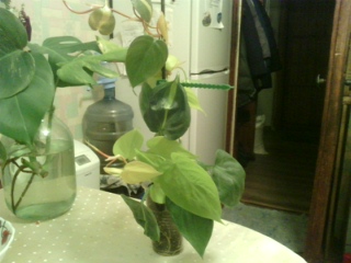 IMG_20160214_183242.jpg