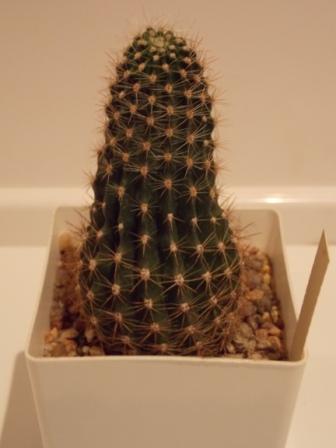 DSCN4645.JPG