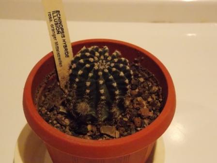 DSCN4653.JPG