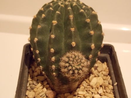 DSCN4655.JPG