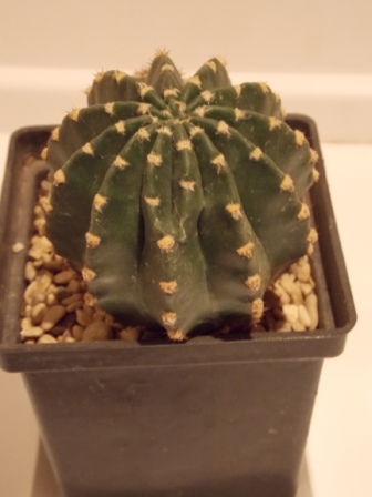 DSCN4658.JPG