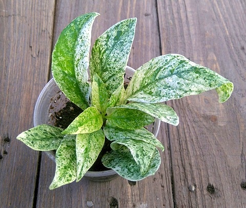 crossandra var.JPG