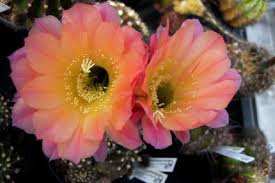 Echinopsis hybrid Sofia.jpg