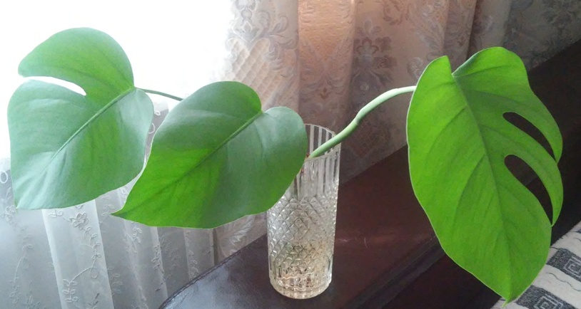 20160219_090031.jpg
