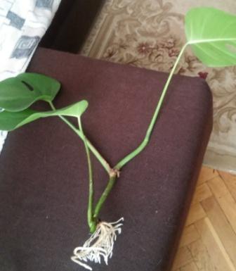 20160219_090003.jpg