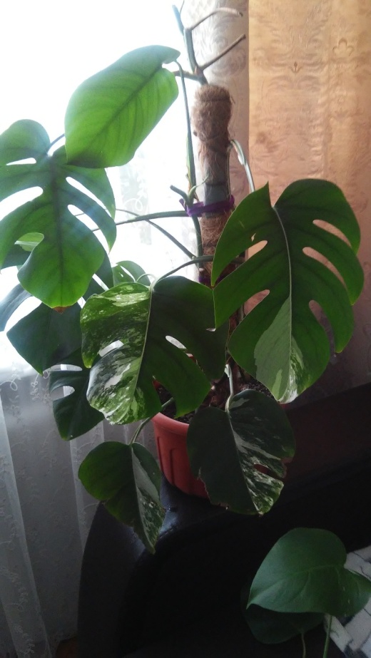 20160219_090204.jpg
