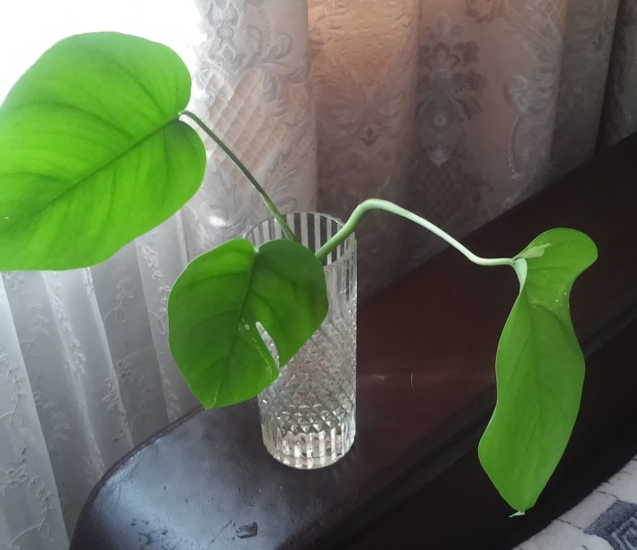 20160219_090056.jpg
