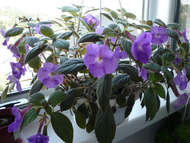 P1050499.JPG