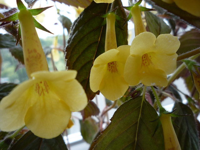 P1050451.JPG