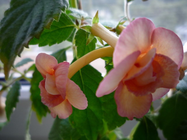 P1060641.JPG
